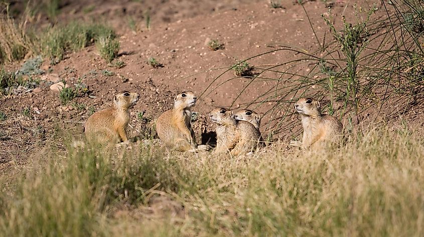 Utah prairie dog