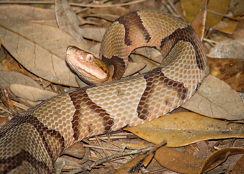 A southern Copperhead poses in the south Georgia woods.