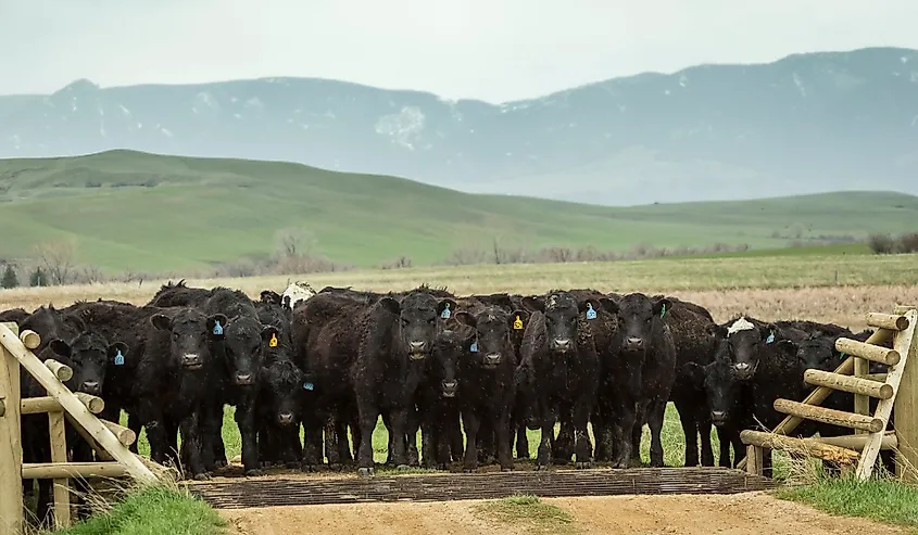 Cattle stand at a cattle guard on the Wyoming prairie.