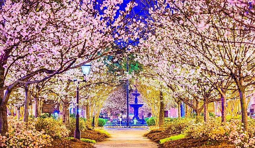 Macon, Georgia, US in the spring with pink cherry trees blooming.