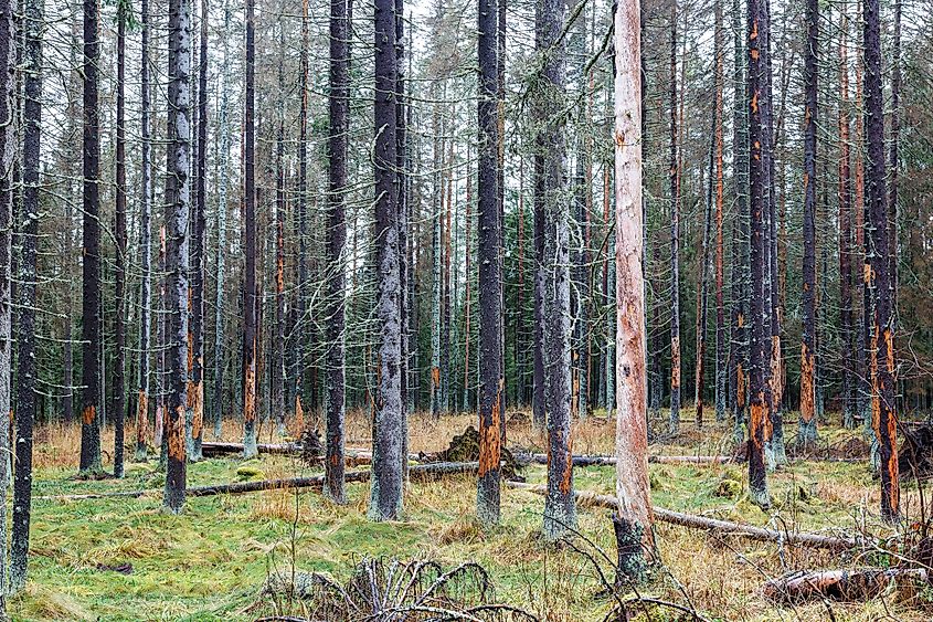 Trees that died as a result of the reproduction of the bark beetle. (Credit: Boris Ipatov / Shutterstock)