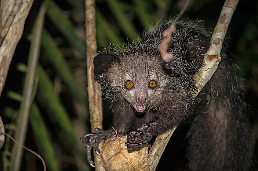 A wild aye-aye in the forest