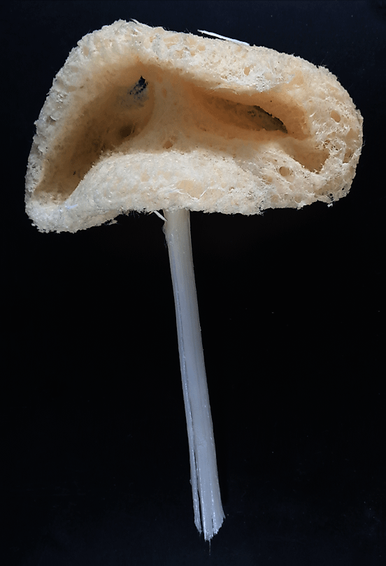 By Castello-Branco C, Collins AG, Hajdu E. 2020. A collection of hexactinellids (Porifera) from the deep South Atlantic and North Pacific: new genus, new species and new records. PeerJ 8:e9431 https://doi.org/10.7717/peerj.9431 - https://doi.org/10.7717/peerj.9431, CC BY 4.0, https://commons.wikimedia.org/w/index.php?curid=96778180
