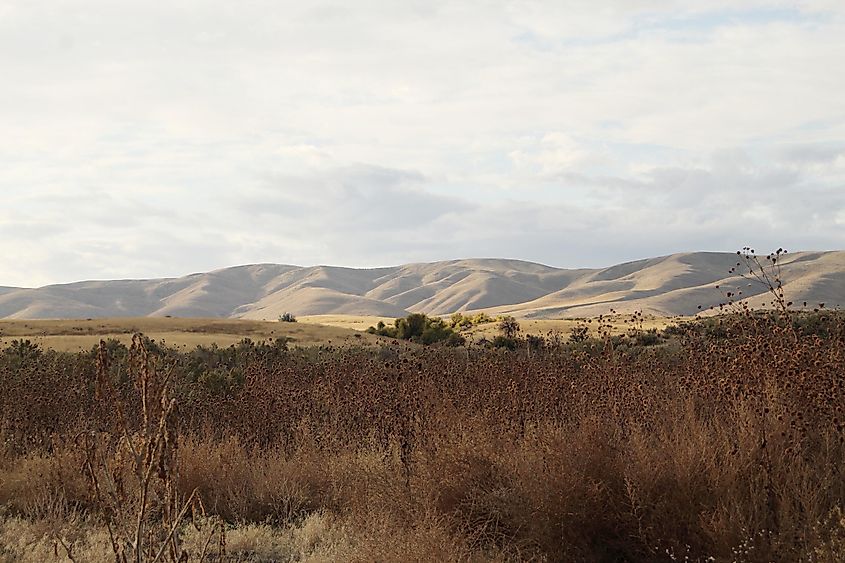 Autumn on the rolling hills and prairie east of Weiser, Idaho.