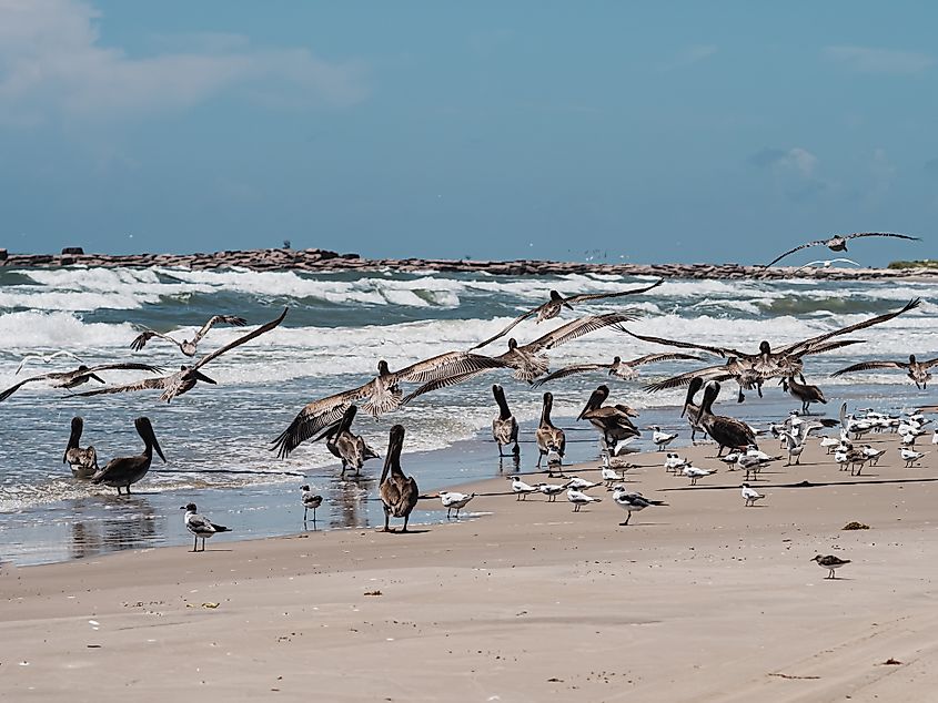 Corpus christi birds