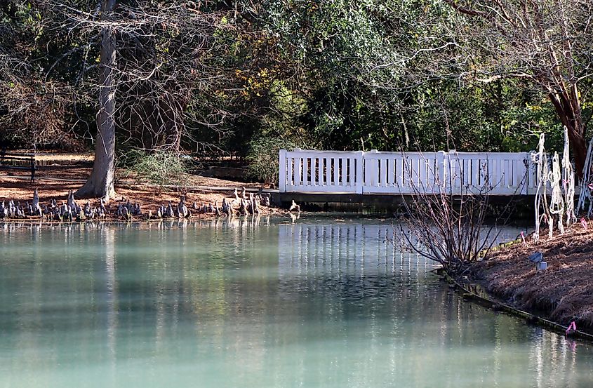 Aiken, South Carolina, USA. Editorial credit: Linda Hendrickson / Shutterstock.com