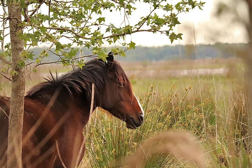 Majestic Spanish Wild Cracker Horse Paynes Prairie Micanopy FL