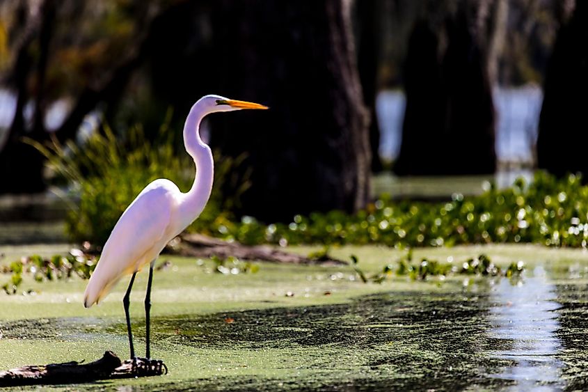 White Egret in Cajun Swamp and Lake Martin near Breaux Bridge, Louisiana.
