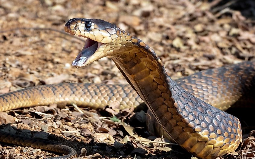 Close-up of a cobra with open mouth on a forest floor, showcasing its scales and natural habitat.