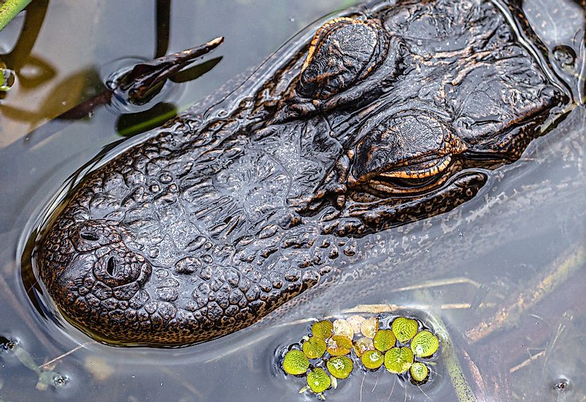 Alligator in Lake Seminole