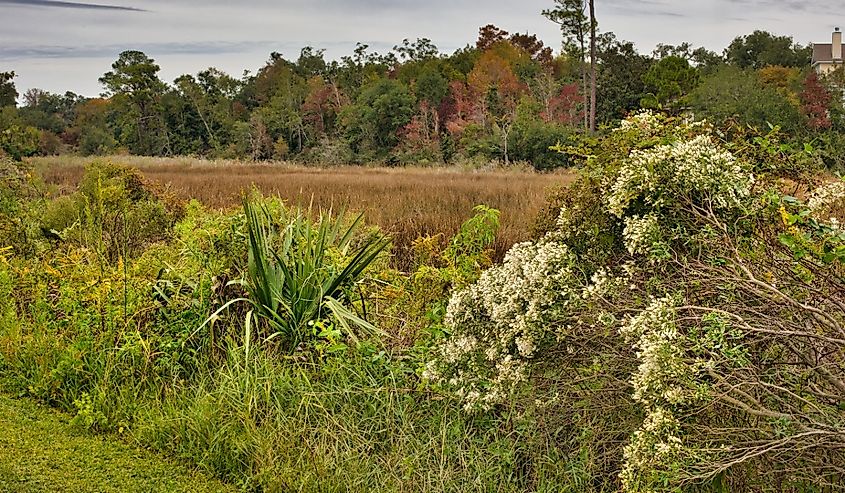 Dense foliage at the edge of a marsh with a treelined background on the Gulf Coast of Mississippi in Ocean Springs.