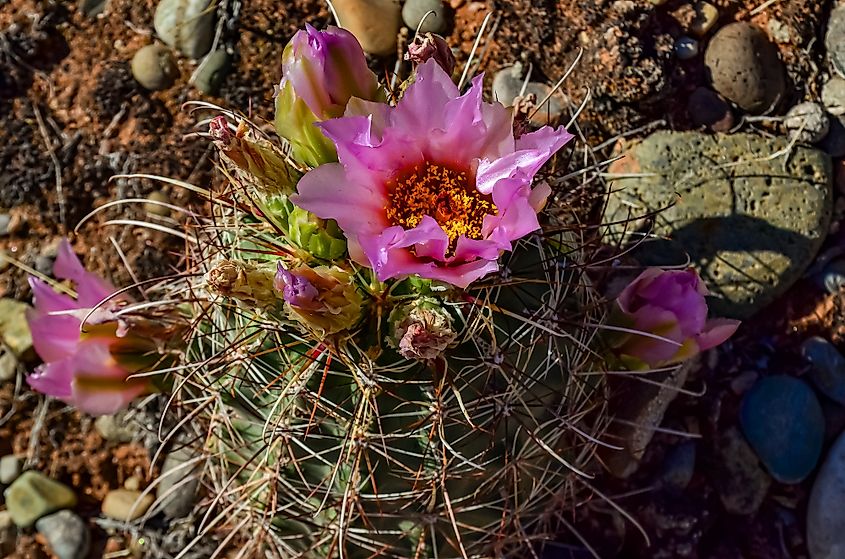 Canyonlands National Park wildlife