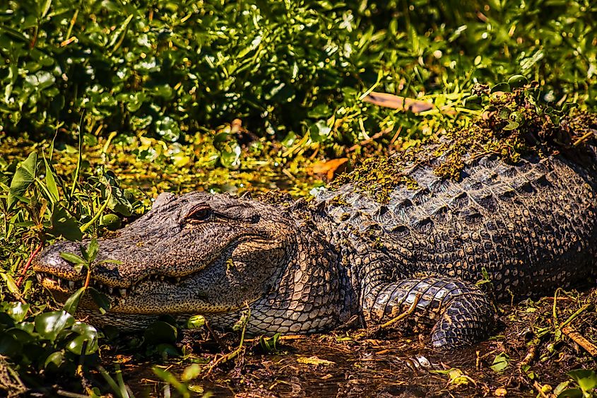 Close-up of an American alligator.