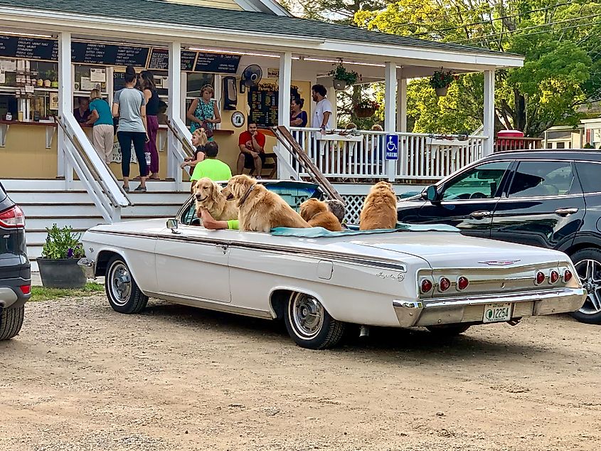 Kingston, NH - August 22, 2019: Four golden retrievers eagerly sit in a classic Impala convertible, tails wagging, anticipating their delicious treat from Memories Ice Cream 