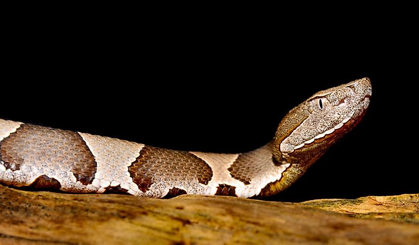 Close-up of a copperhead snake.