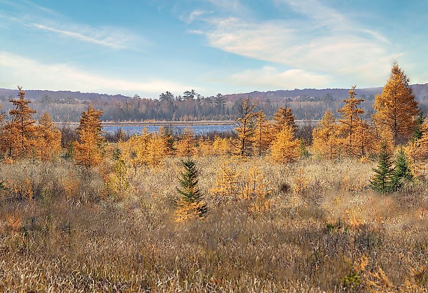 Chippewa National Forest