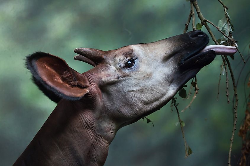 An okapi feeding on leaves.