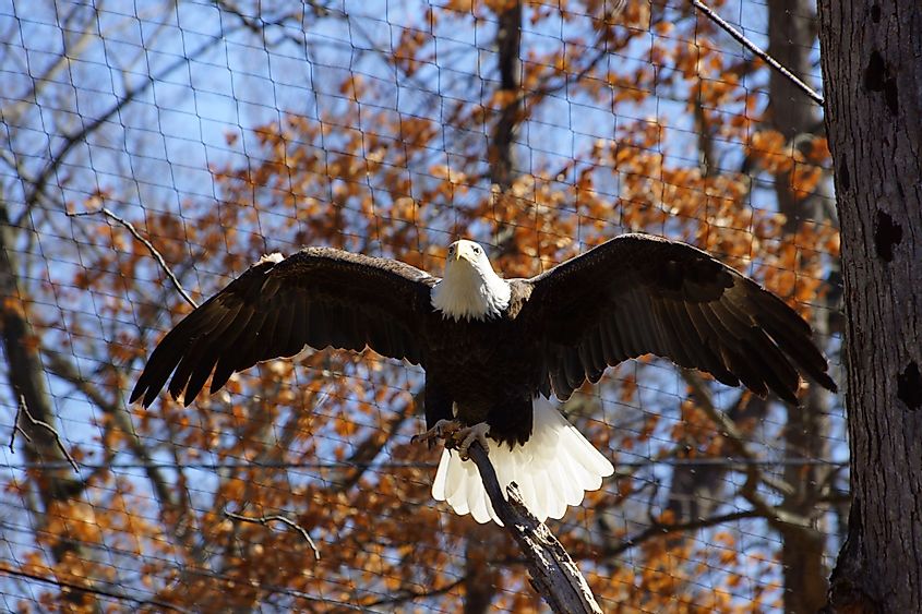 A bald eagle with its wings spreadout at Potter Park Zoo, Lansing, Michigan