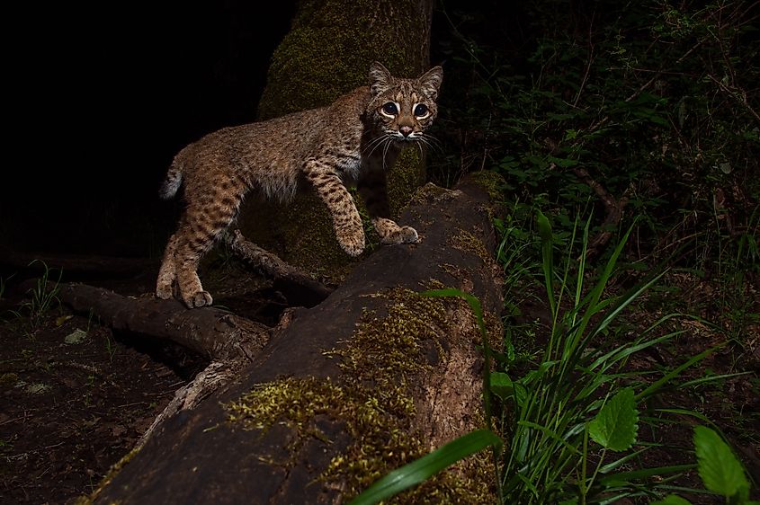A stealthy bobcat (Lynx rufus) slowly prowls across a fallen log