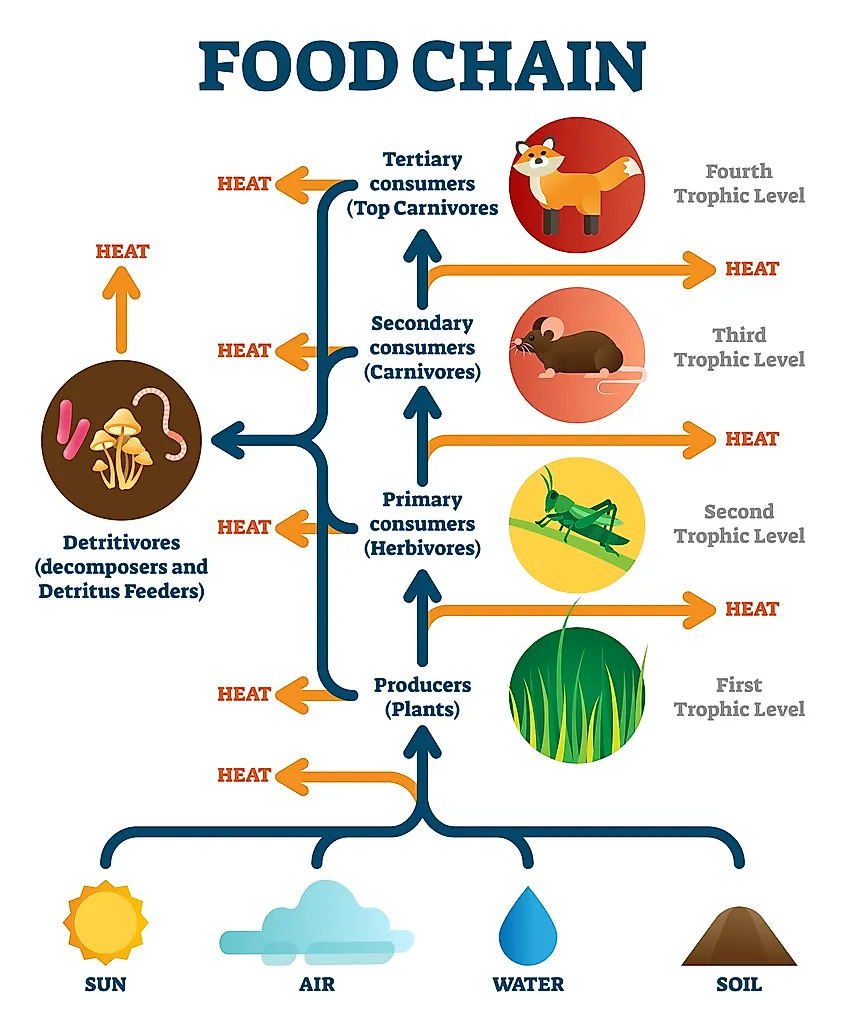 Food Chain