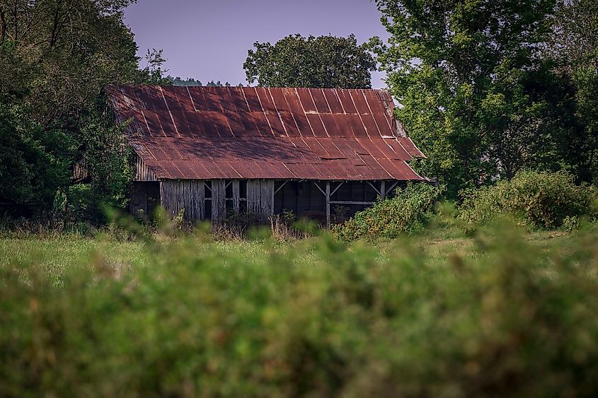 Old barn with rusted metal roof, surrounded by lush green trees and overgrown grass, creating a sense of rustic abandonment and nostalgia.