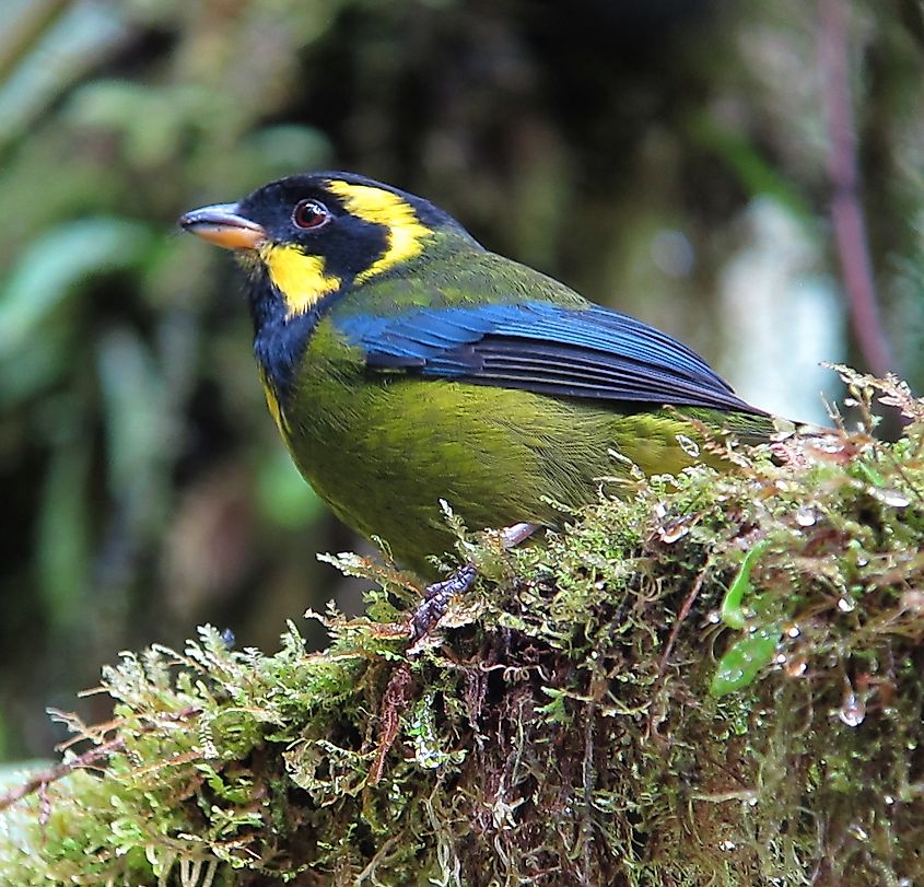 A Gold-ringed Tanager in a bush.