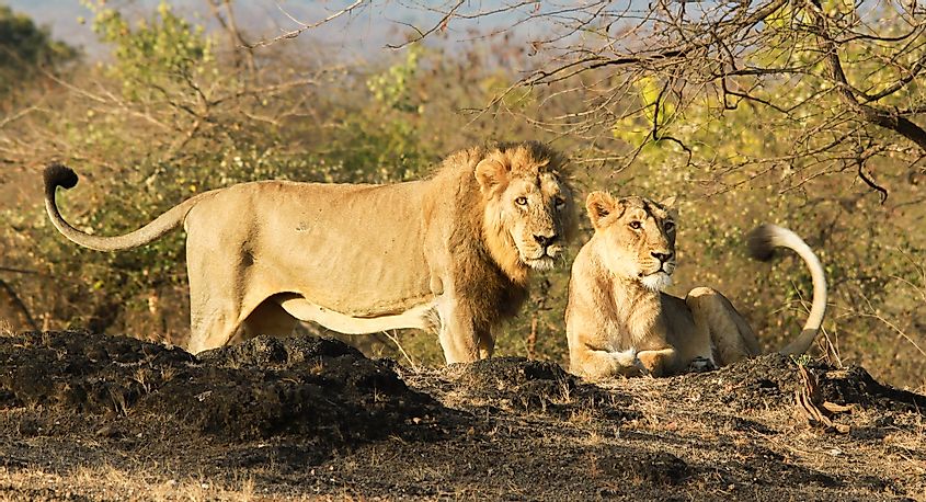 What Are The Differences Between Asiatic Lions And African Lions? - WorldAtlas