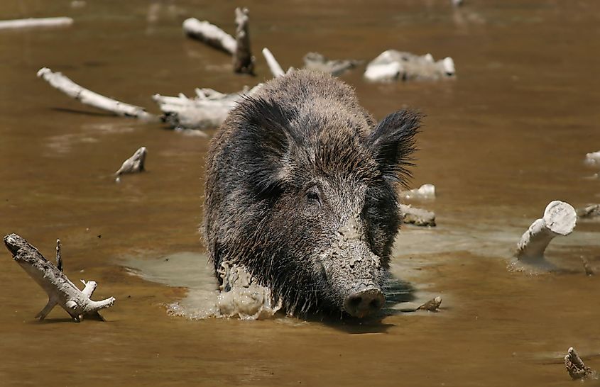 wild boar