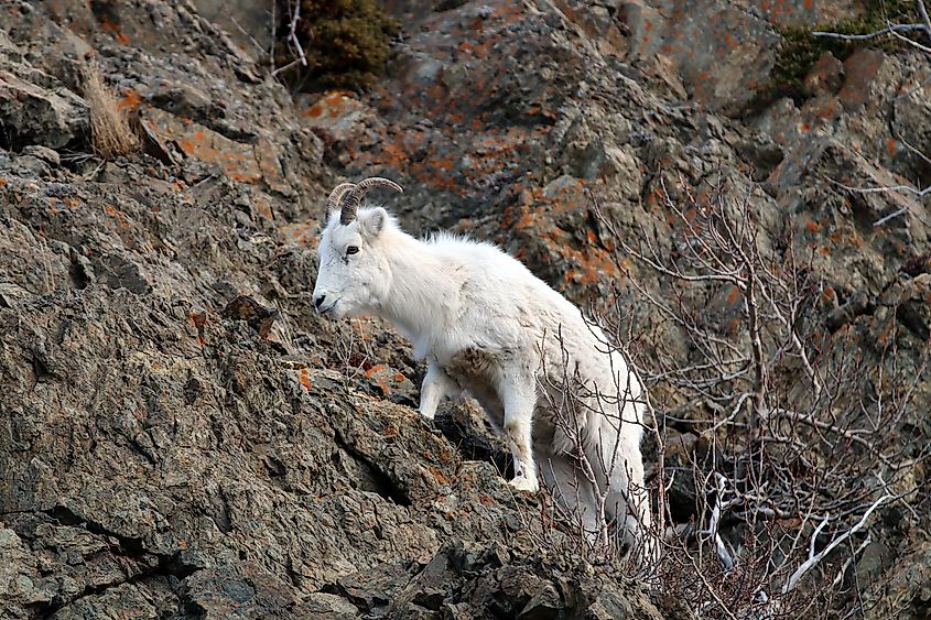 A beautiful Dall's sheep in Chugach State Park, Alaska