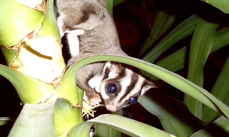 Flying And Gliding Mammals From Around The World - WorldAtlas Flying And Gliding Mammals From Around The World - WorldAtlas