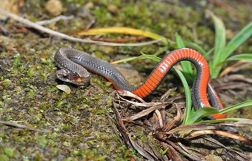 Colorful Northern red-bellied snake.