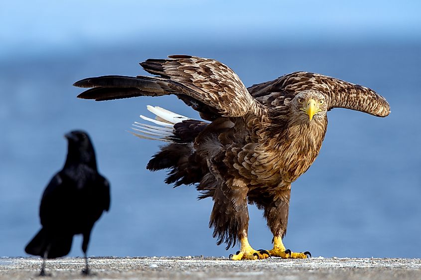 White-tailed eagle and raven