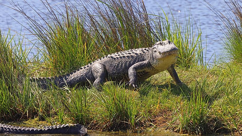 Alligators are formidable on land and in water.