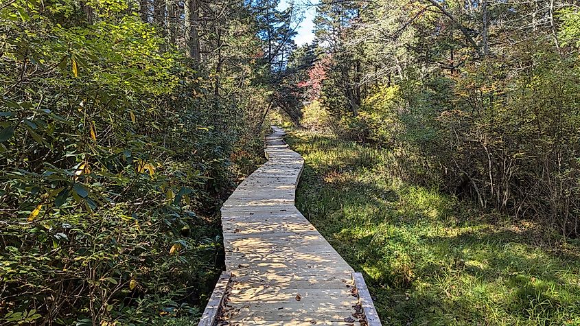View of a boardwalk on the Cedar Swamp Trail at High Point State Park in Montague, New Jersey.
