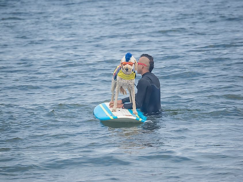 A dog surfing in Pacifica, California.