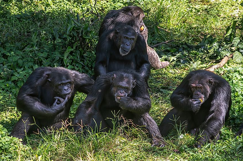 A group of chimpanzees feeding together.