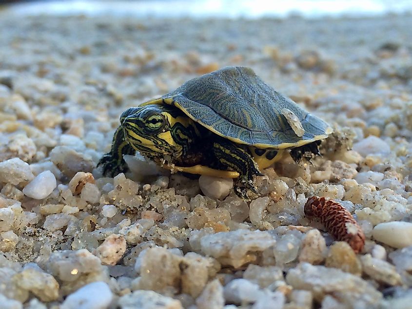 A yellow-bellied slider turtle on the beach of Lake Martin in Alabama
