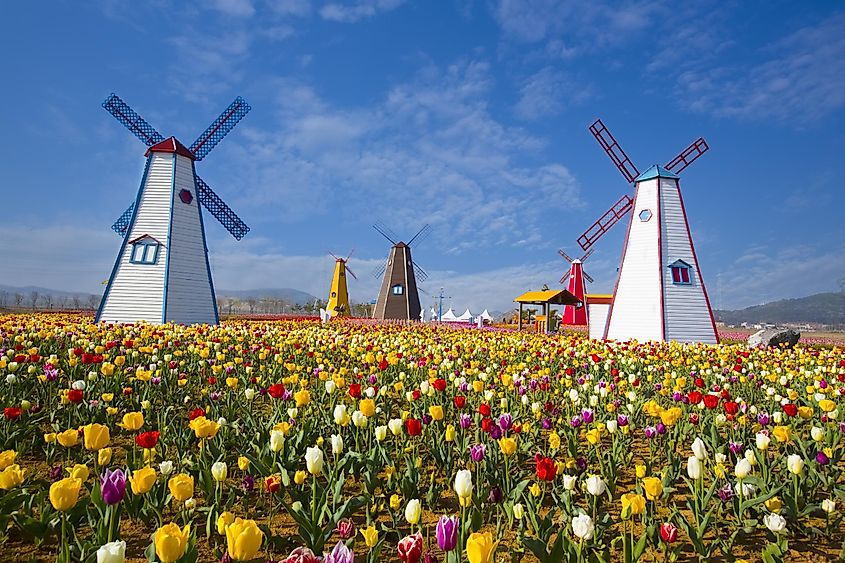 Windmills and field of tulips in Holland, Michigan