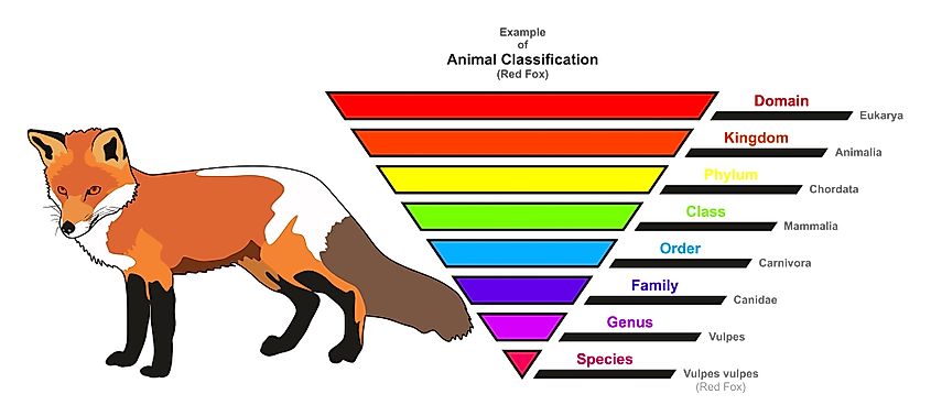 Red fox classification