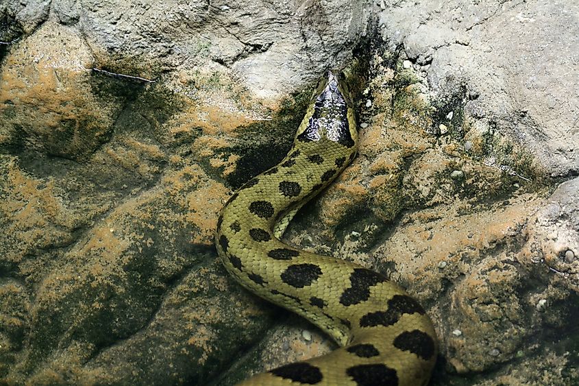A Green Anaconda, the world's heaviest snake.