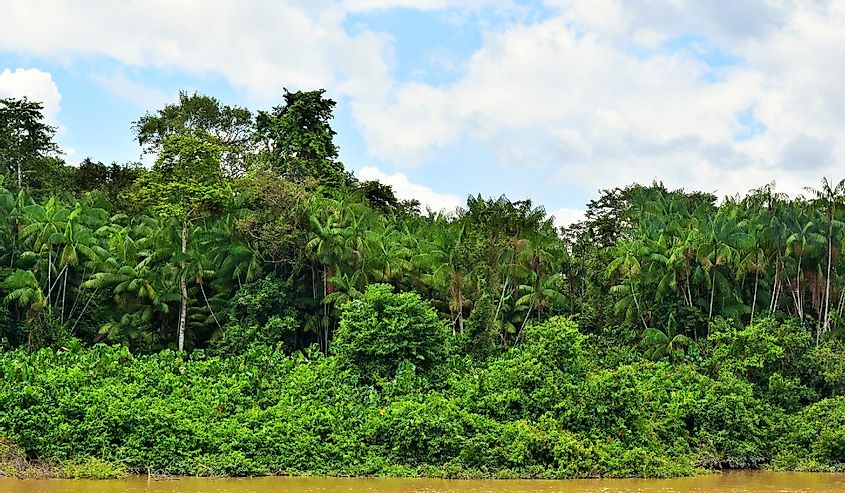 Зеленые джунгли вдоль берегов реки Курантайн на границе Гайаны и Суринама
