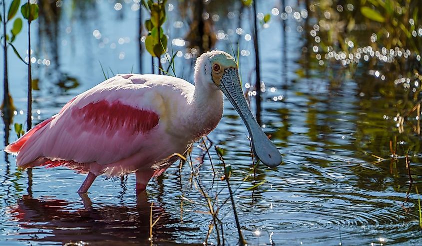 Roseate Spoonbill strikes a pose in the water shallows