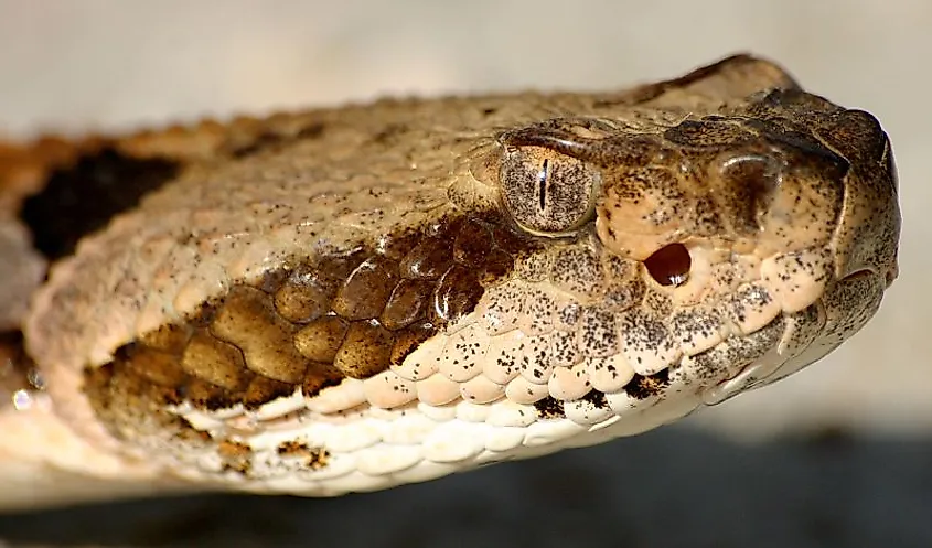 Timber Rattlesnake