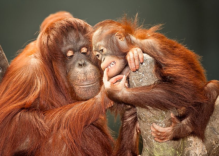 10 Interesting Facts About Orangutans - WorldAtlas