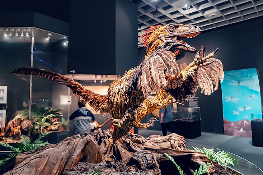 Feathered model of a velociraptor or deinonychus on display at the Munster Natural History Museum in Germany