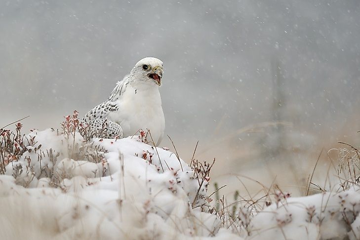 Native Birds Of Greenland - WorldAtlas Native Birds Of Greenland - WorldAtlas