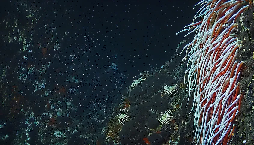 Giant Tube Worms Riftia pachyptila thriving at a deep-sea hydrothermal vent in the Mariana Trench