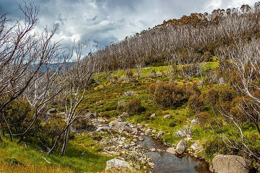 Alpine landscape in Australia's Snowy Mountains