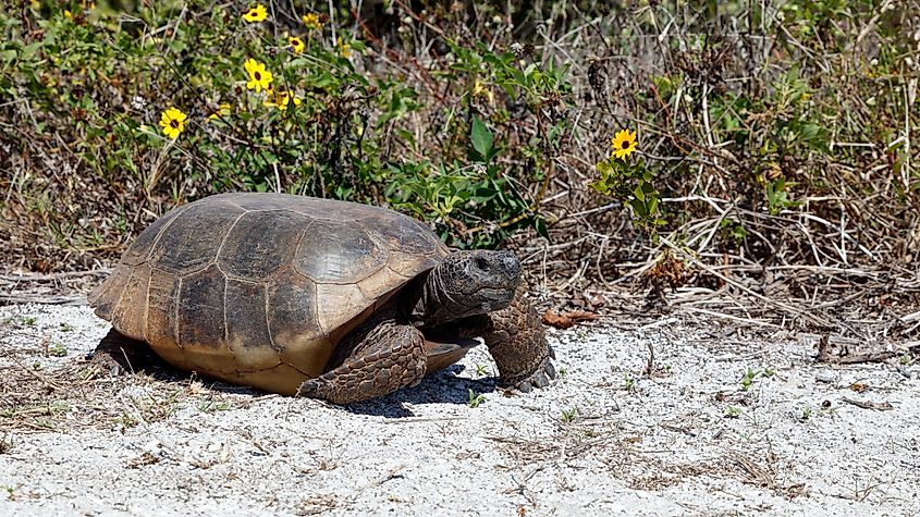 Gopher tortoise