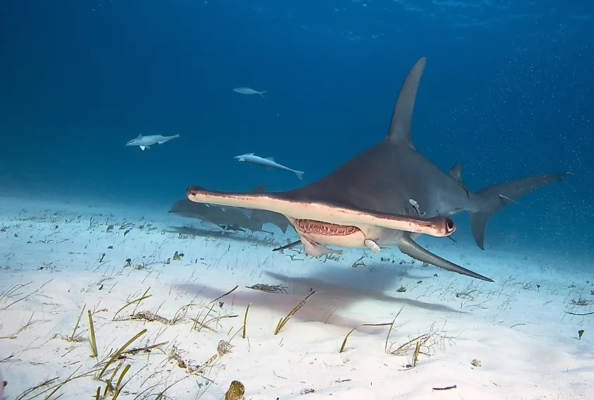 Hammerhead sharks hunt prey on the ocean floor.
